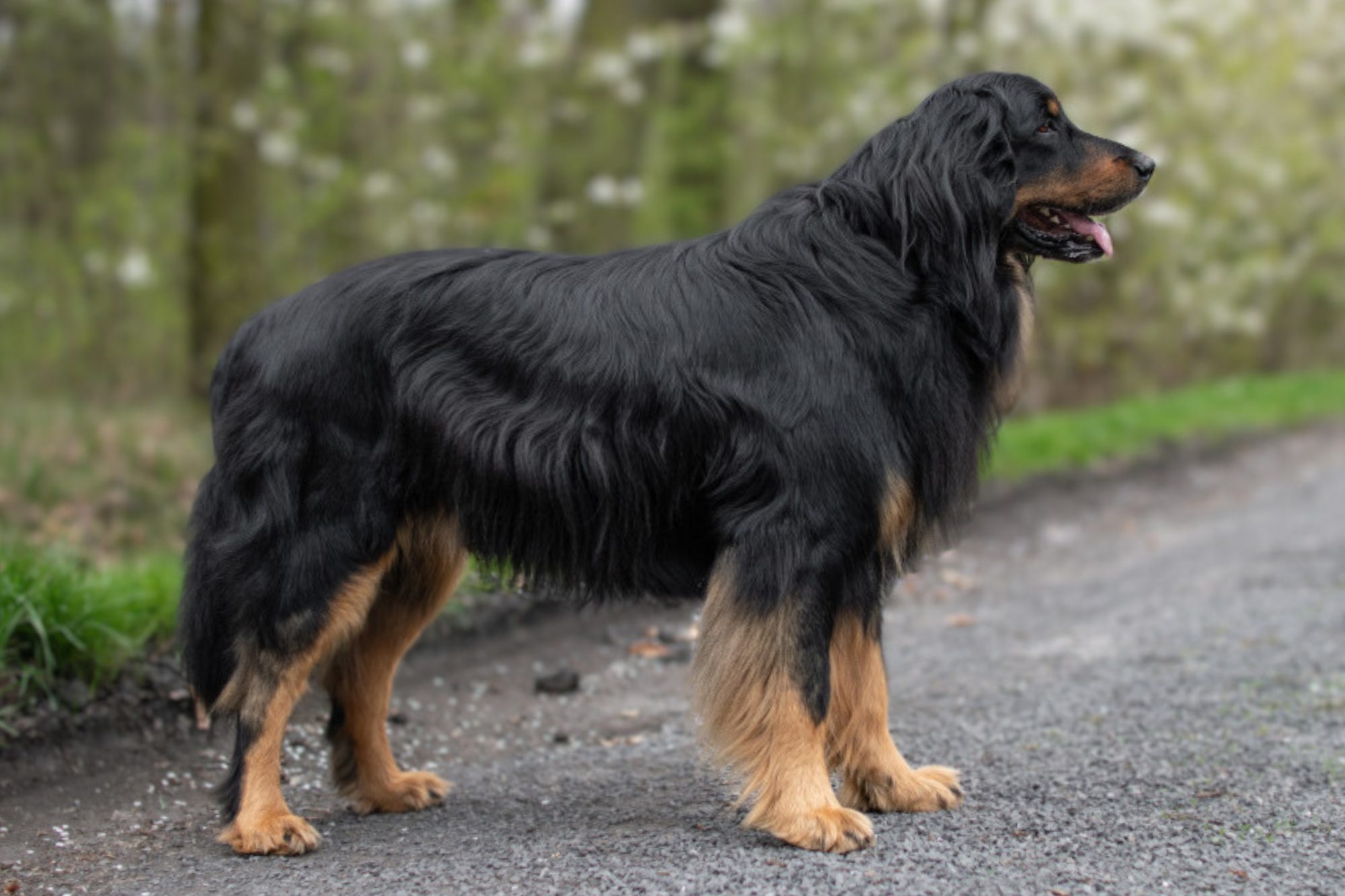 Aran-z-Louky-pod-Dubem