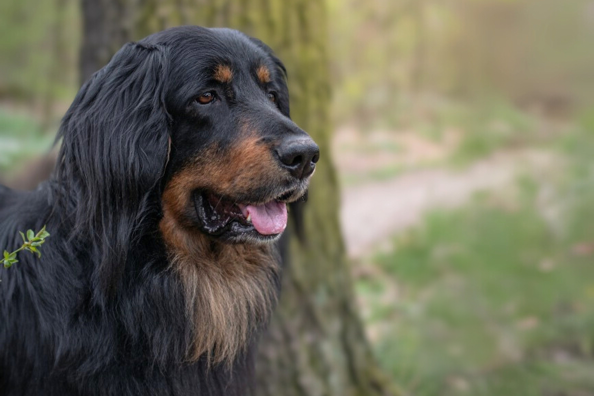 Aran-z-Louky-pod-Dubem_2