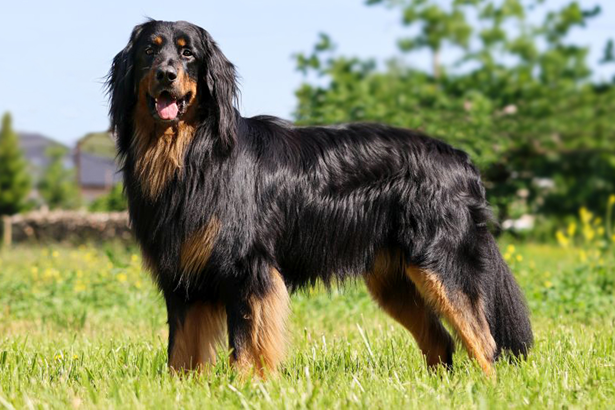 Aran-z-Louky-pod-Dubem_3