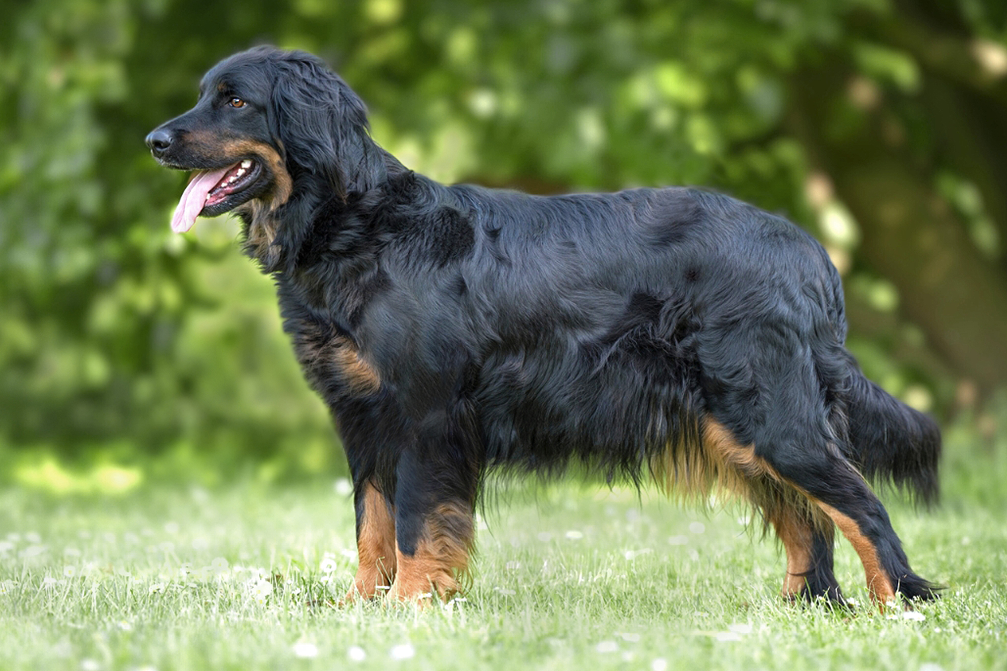 Kessy_vom-Pferdebach