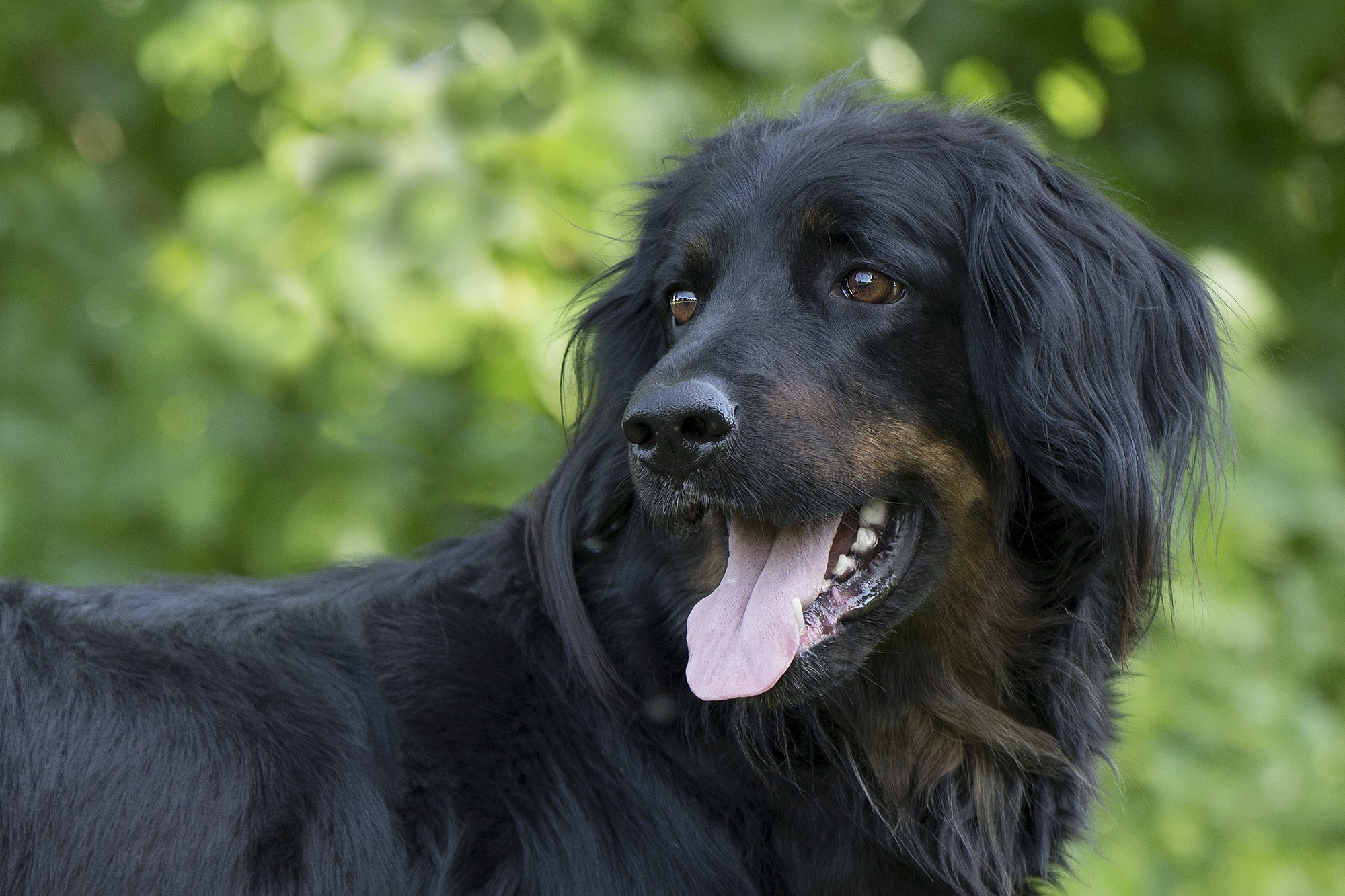 Kessy_vom_pferdebach_1