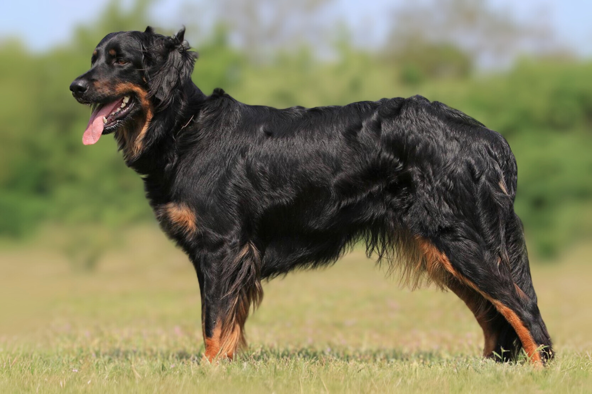 Kessy_vom_pferdebach_2