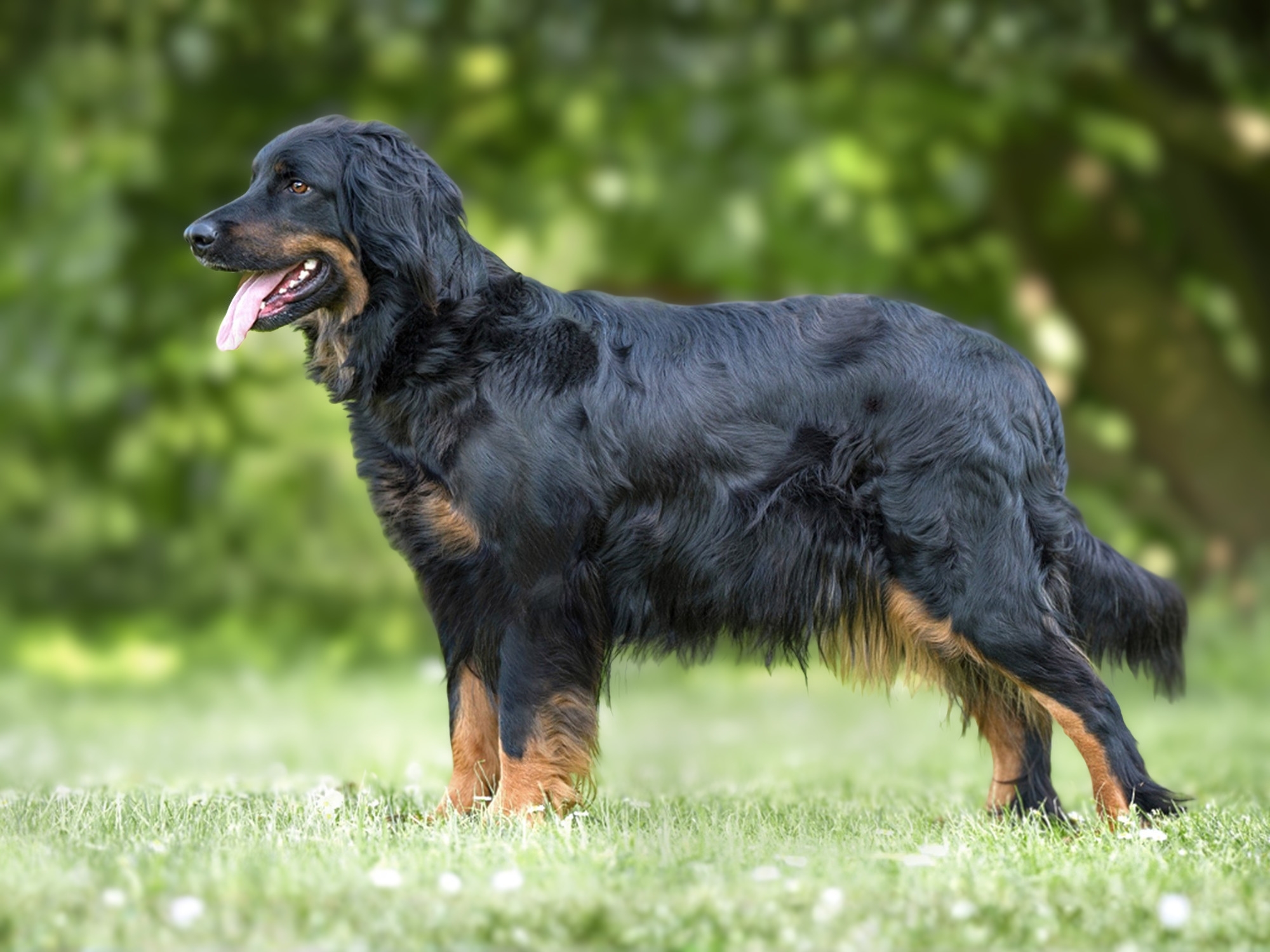 Kessy vom Pferdebach_1000x1500_2