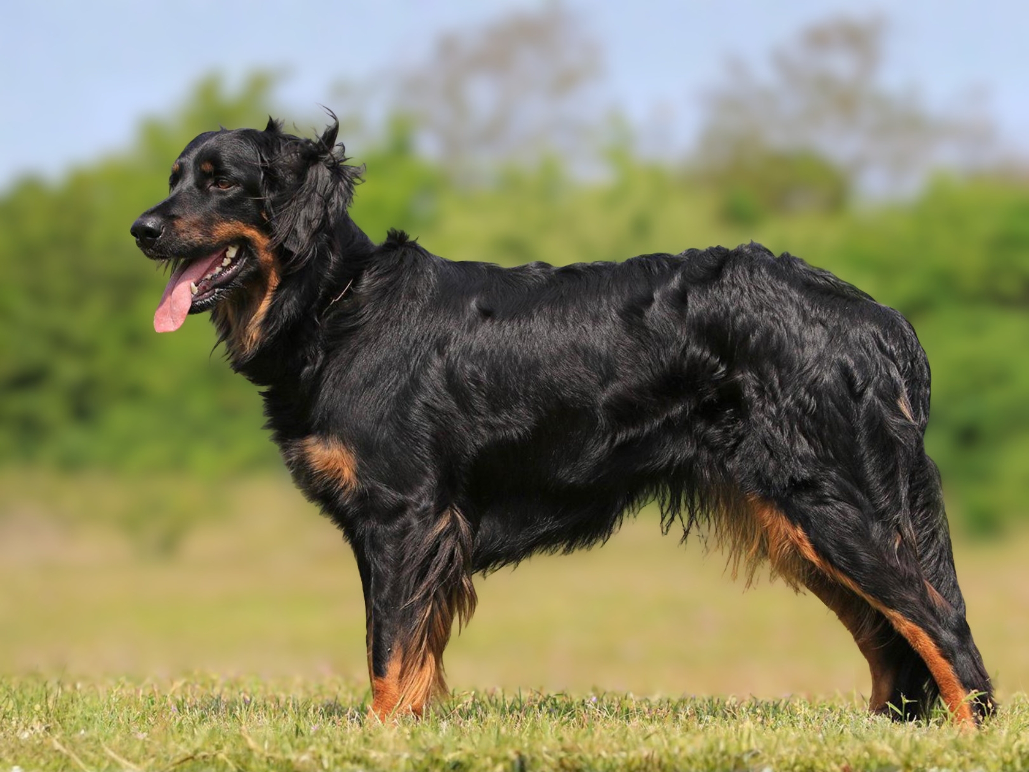 Kessy vom Pferdebach_1000x1500_4