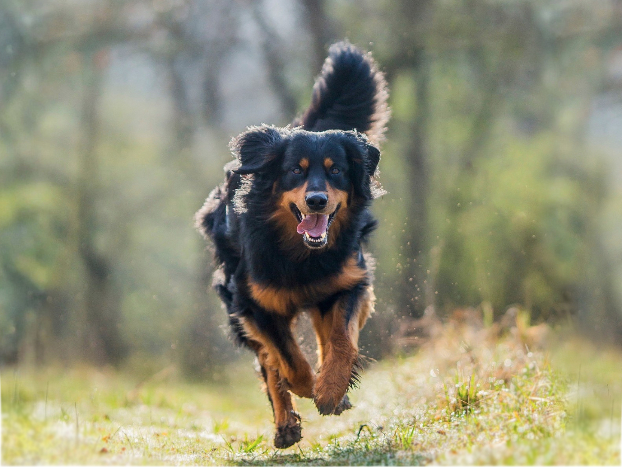 Pusztai Pandur Xavier_1000x1500_2