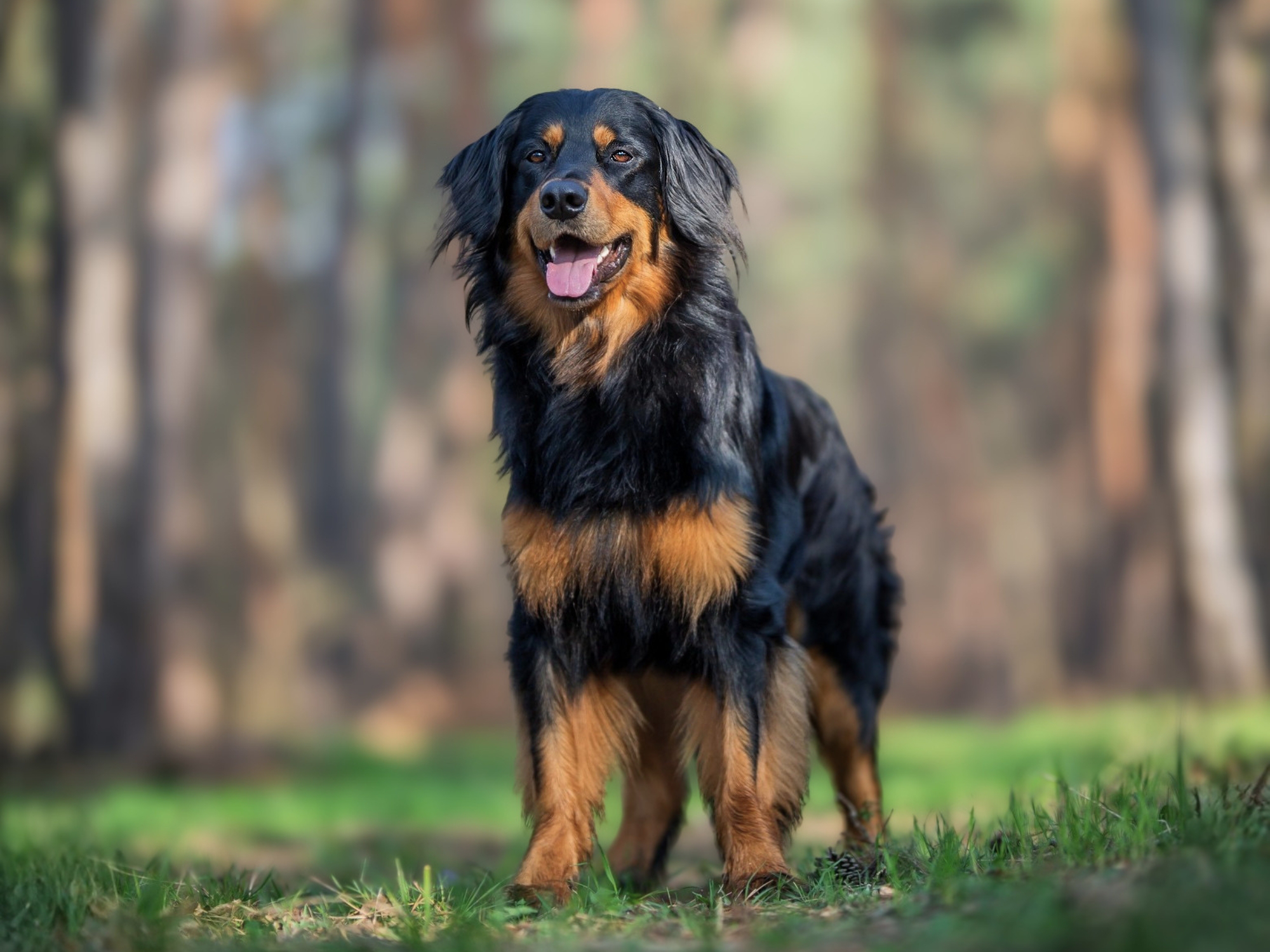 Pusztai Pandur Xavier_1000x1500_3